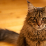 Ultimate Maine Coon Breed Guide: Standards, History, Care