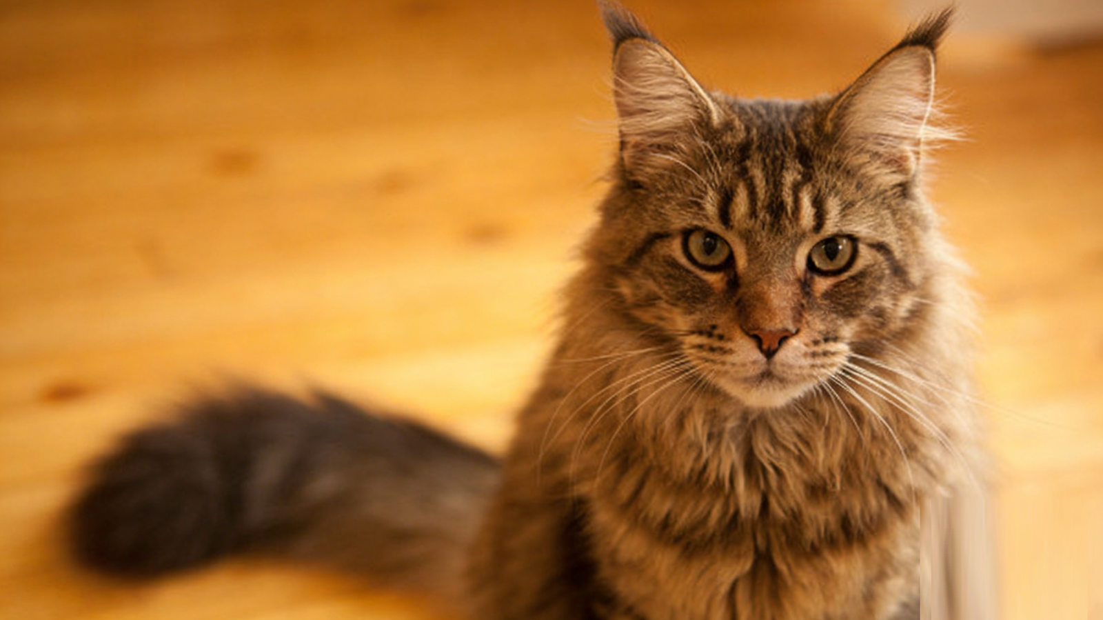 Ultimate Maine Coon Breed Guide: Standards, History, Care